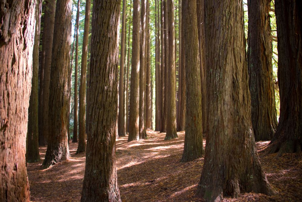 California Redwoods