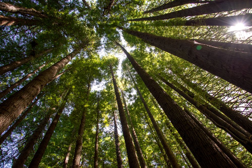 Great Otway National Park